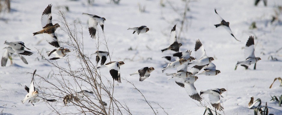 Haldimand Bird Observatory