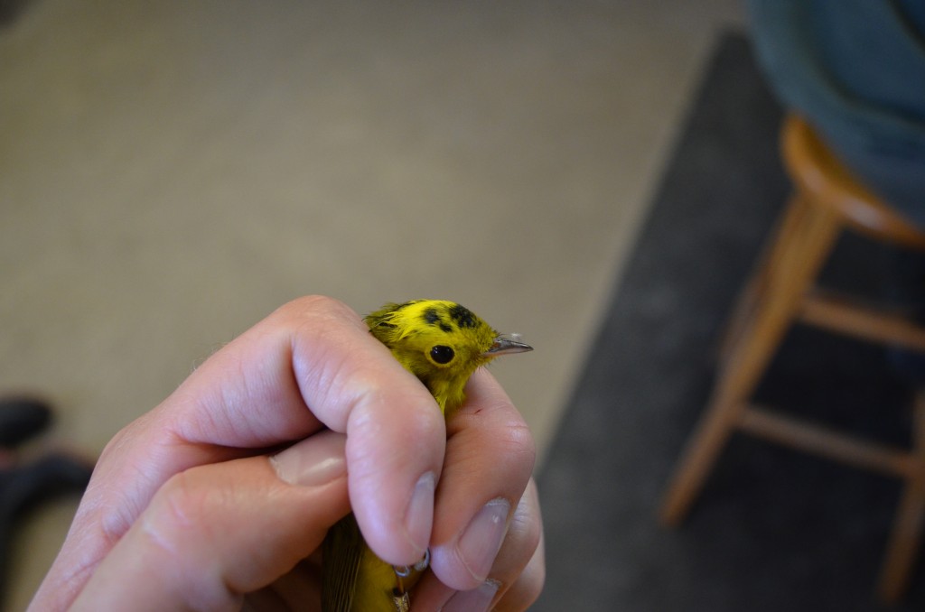 Wilson's Warbler with unusual plumage