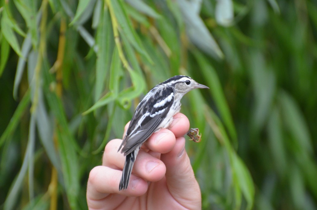 Black-and White Warbler