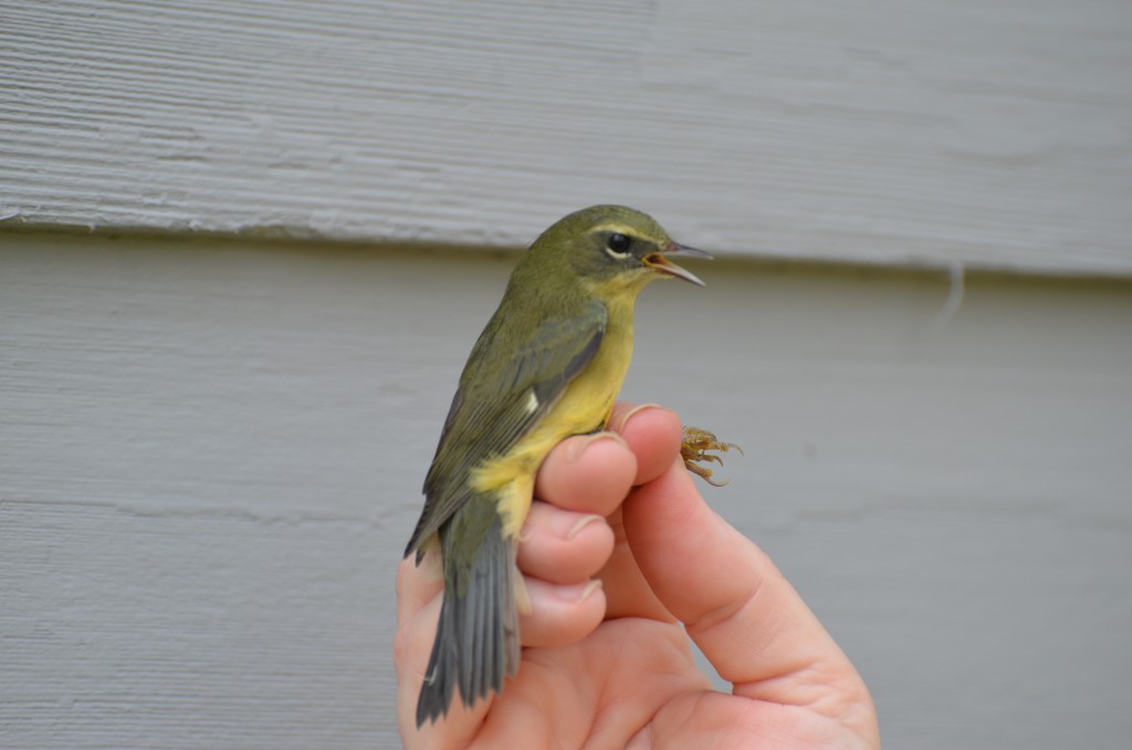 Female Black-throated Blue Warbler