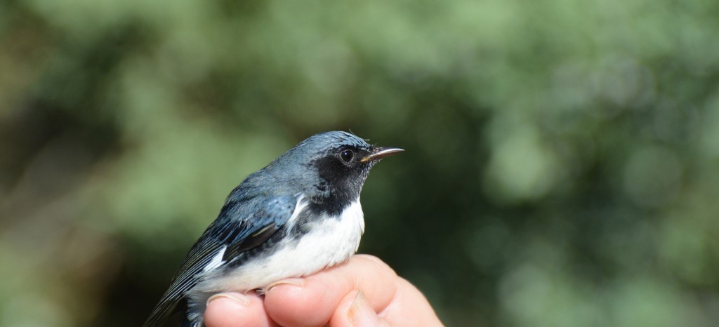 Male Black-throated Blue Warbler