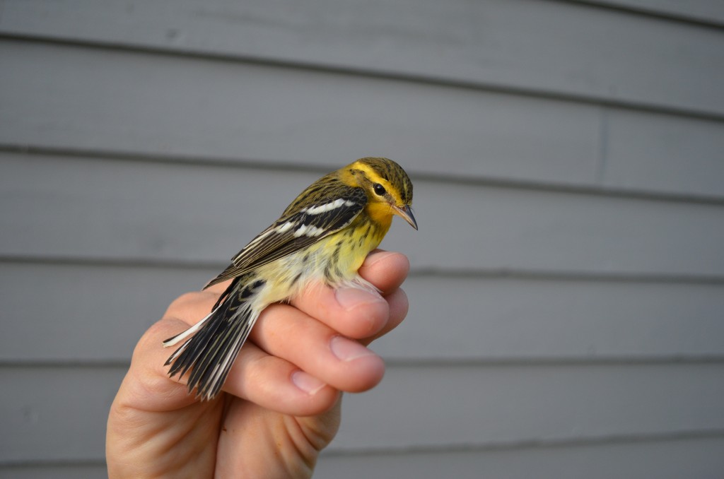 Blackburnian Warbler