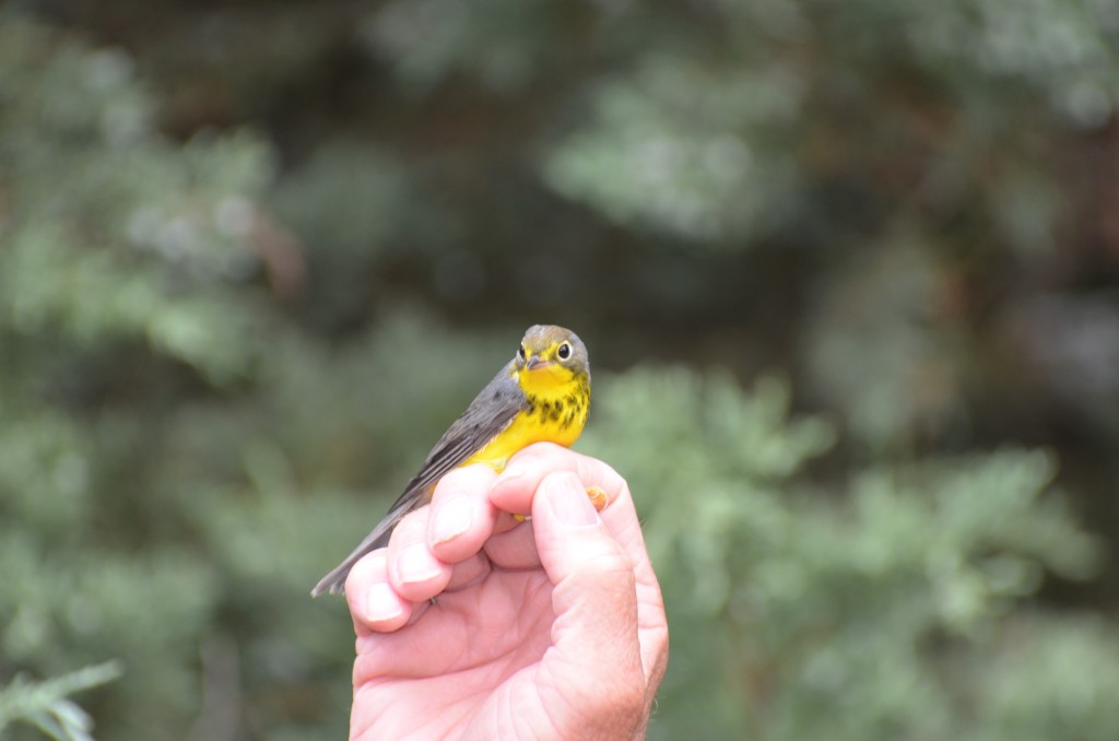 Canada Warbler