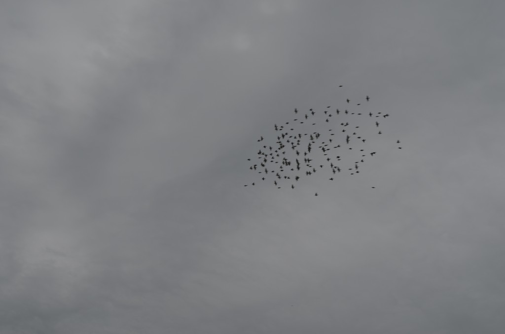 Flock of Cedar Waxwings