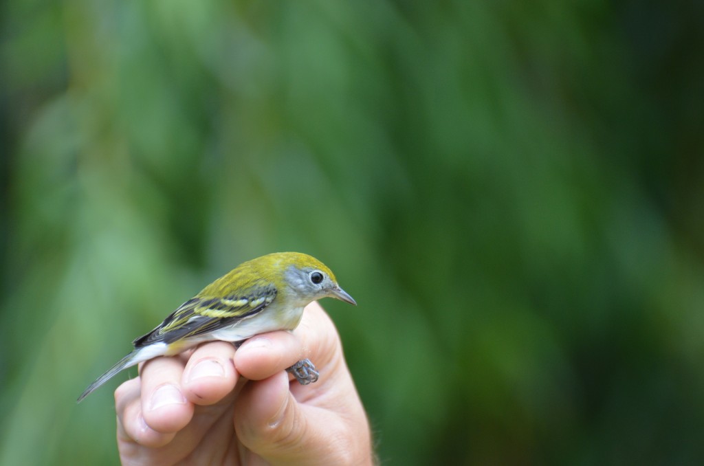 Chestnut-sided Warbler