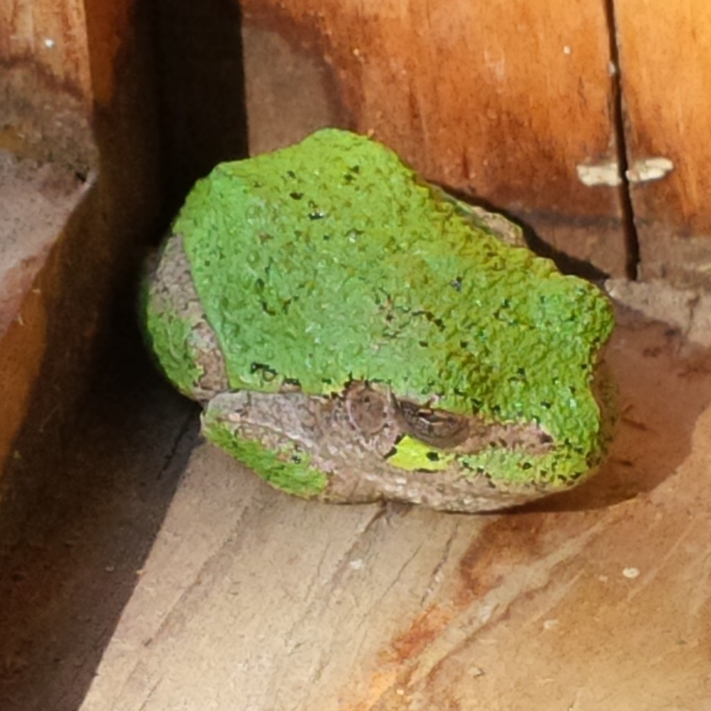 Grey Treefrog that spent the morning in the banding lab.