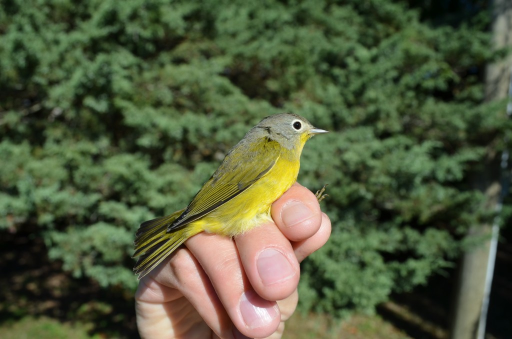 Nashville Warbler