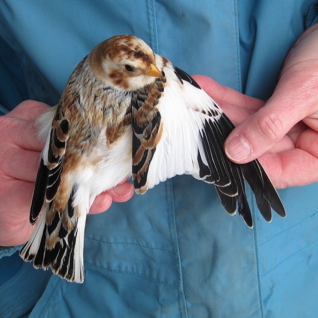 An After-Second-Year (ASY) Male Snow Bunting (Photo by Paul D. Pratt)