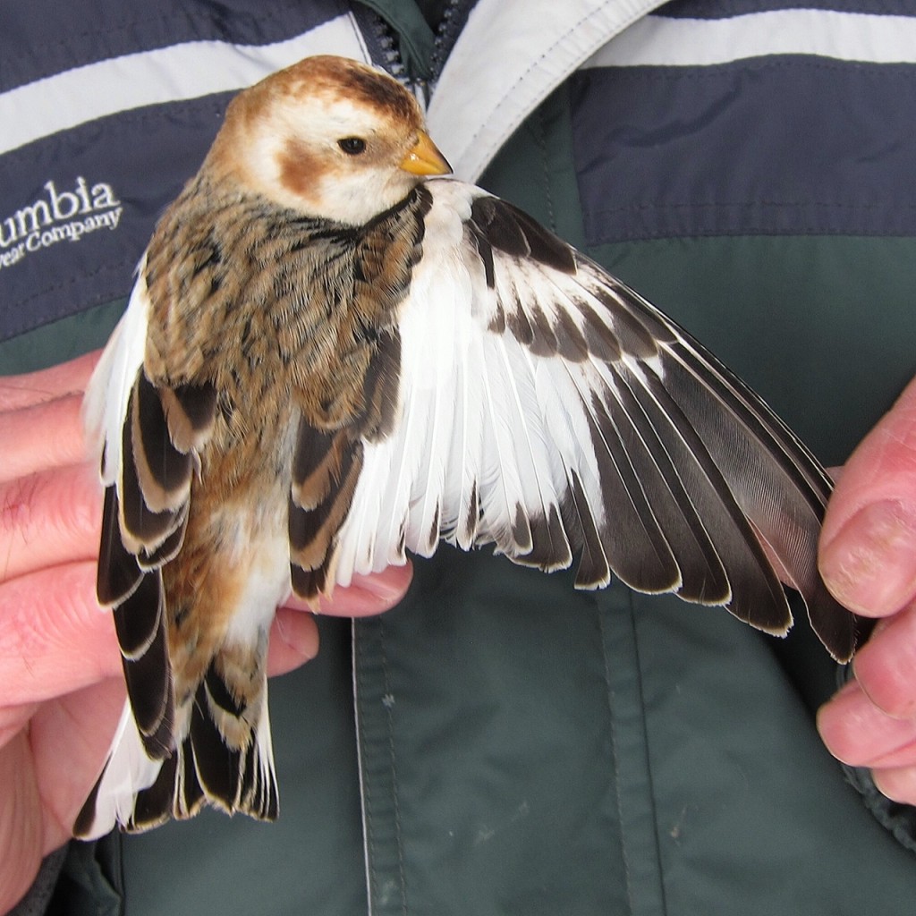 Second-year Male Snow Bunting (by HBMO)