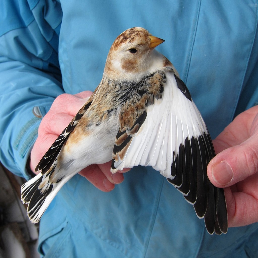 An After-Second-Year (ASY) Male Snow Bunting (Photo by Paul D. Pratt)