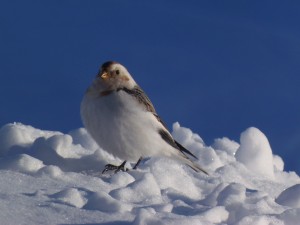 LAST OF THE 2014 BUNTINGS 3