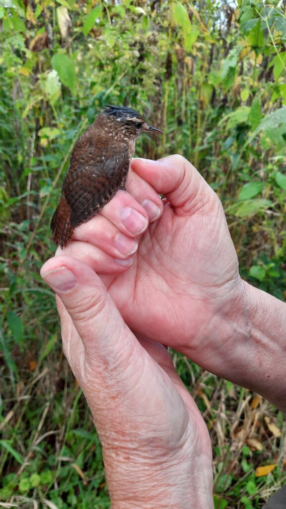 1st Winter Wren of the season. -DOL